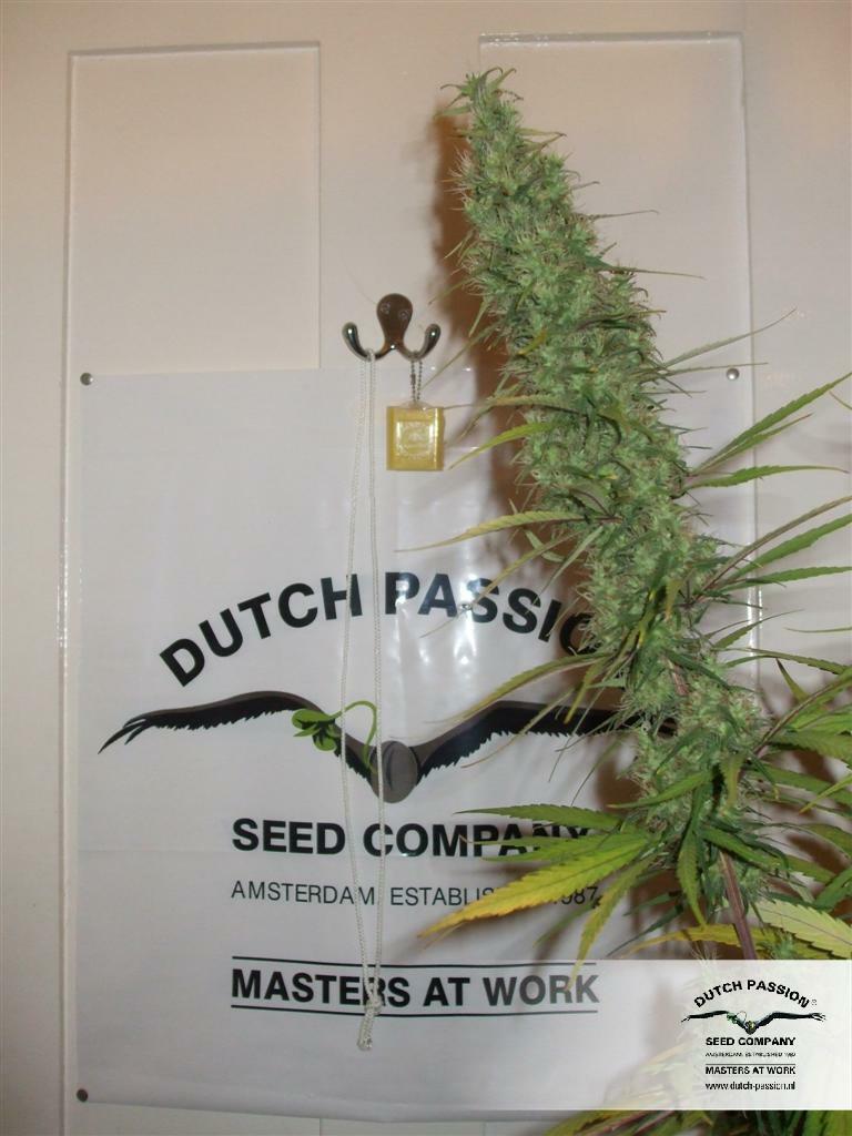 Dutch Passion - Desfran (fem.)