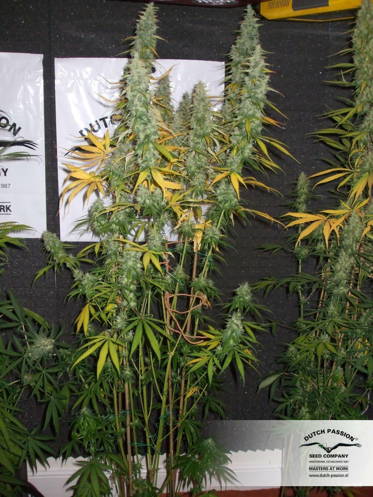 Dutch Passion - Desfran (fem.)