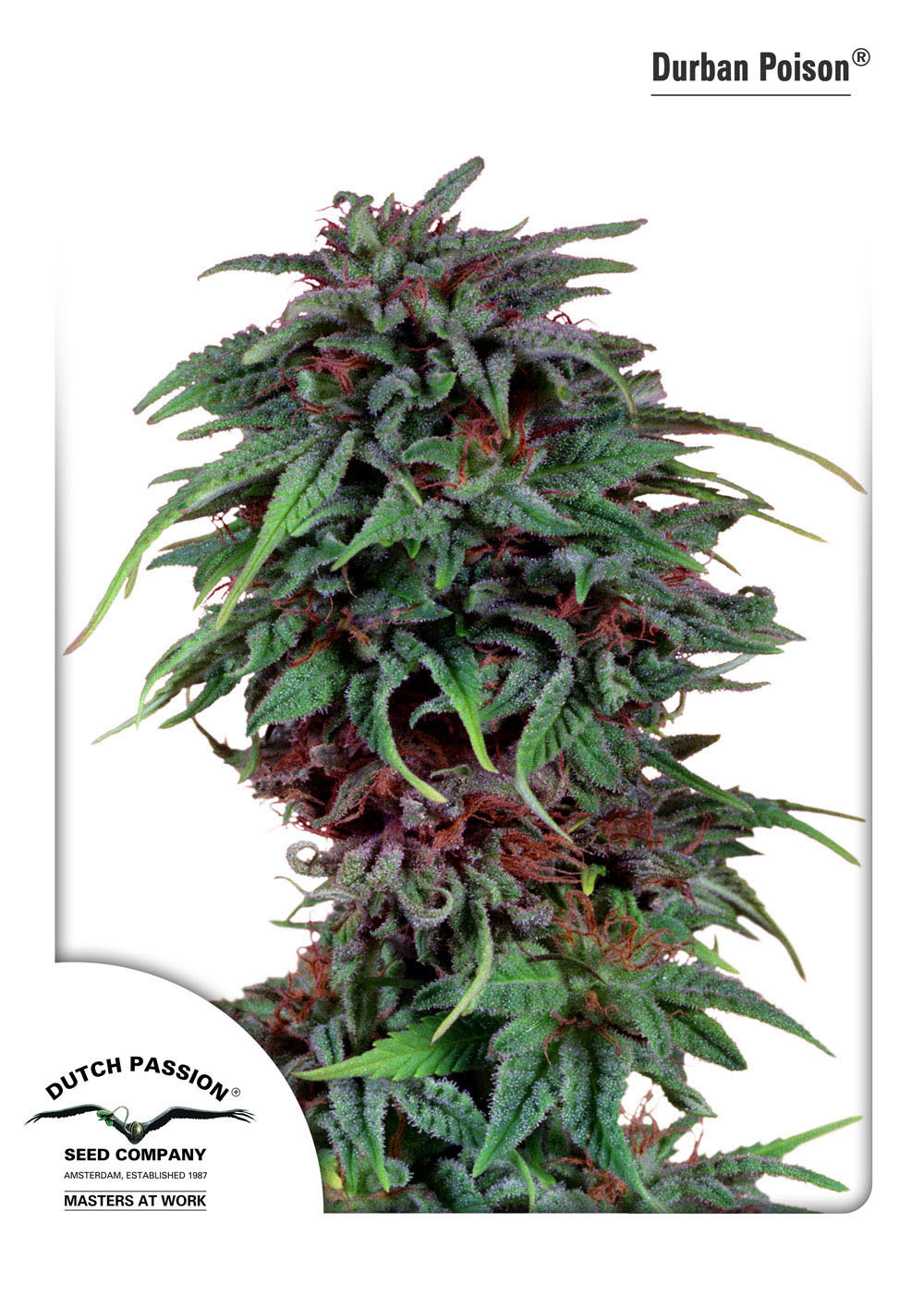 Dutch Passion - Durban Poison (fem.)