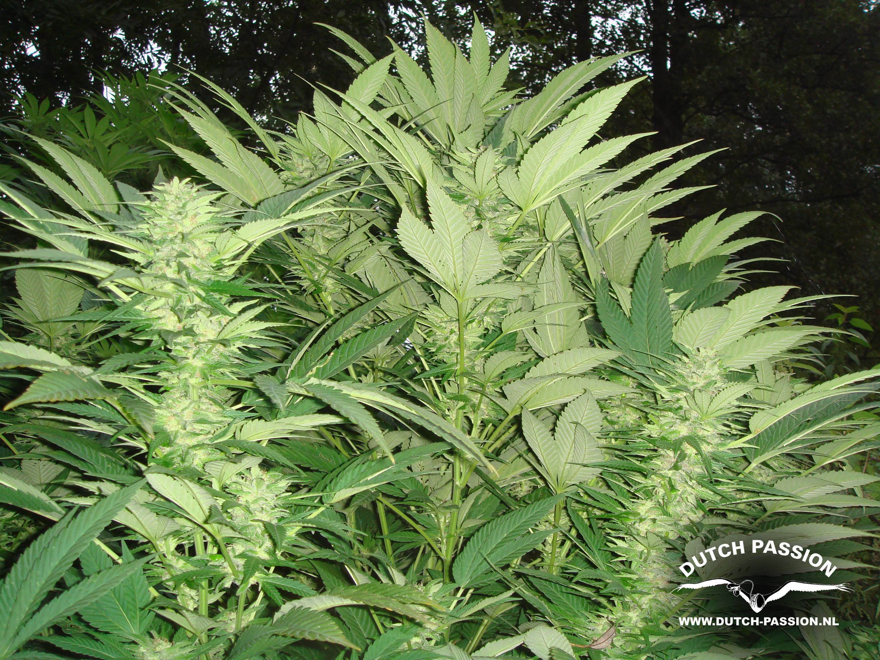 Dutch Passion - Durban Poison (fem.)