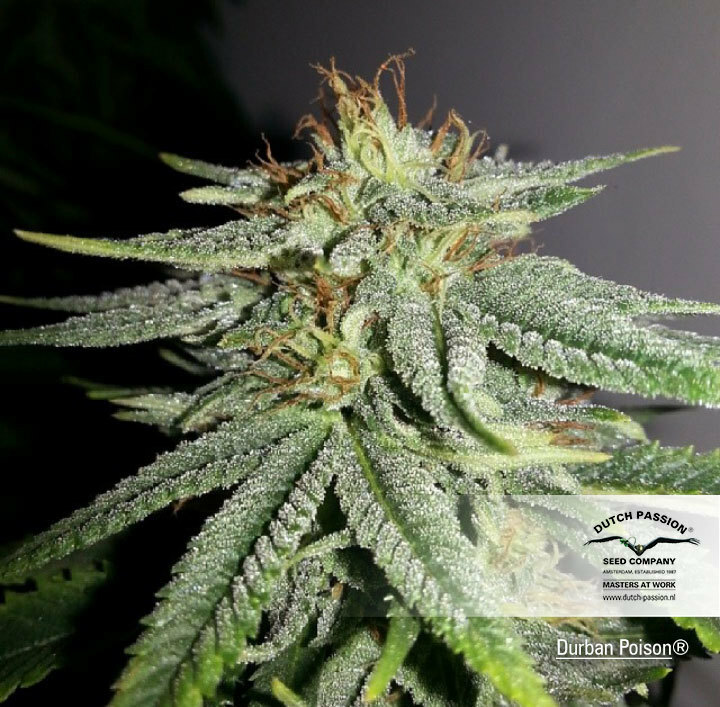 Dutch Passion - Durban Poison (fem.)