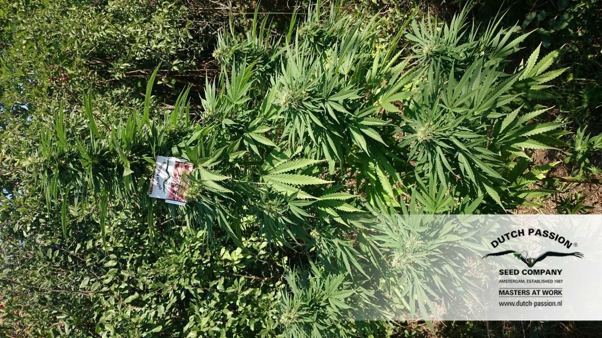 Dutch Passion - Durban Poison (fem.)