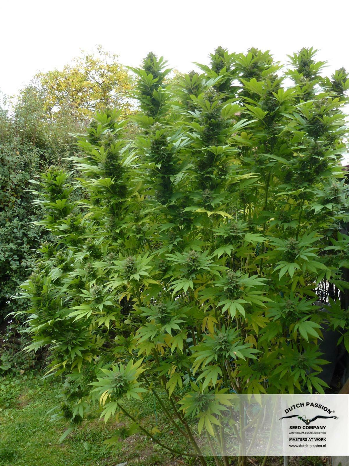 Dutch Passion - Durban Poison (fem.)
