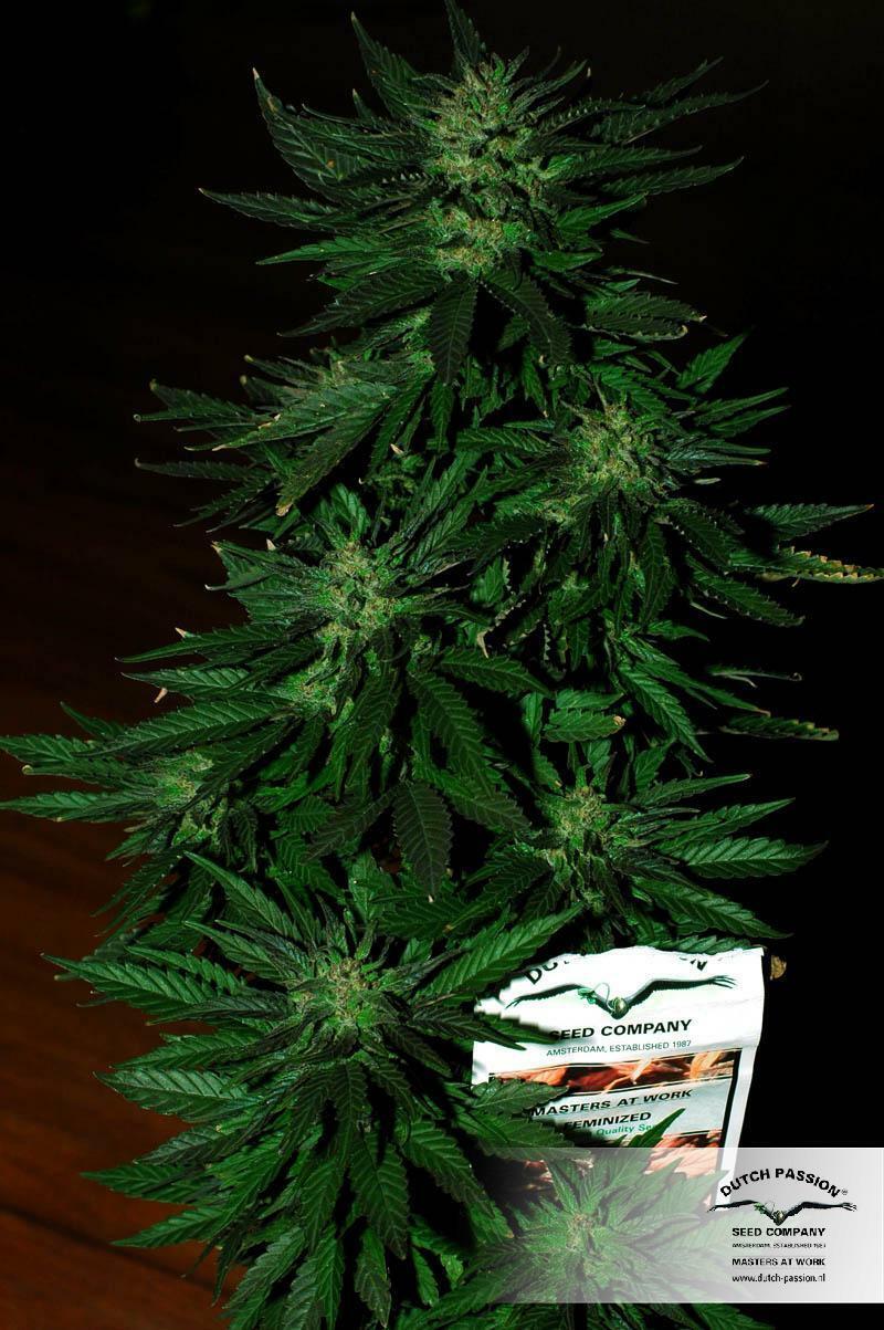 Dutch Passion - Durban Poison (fem.)