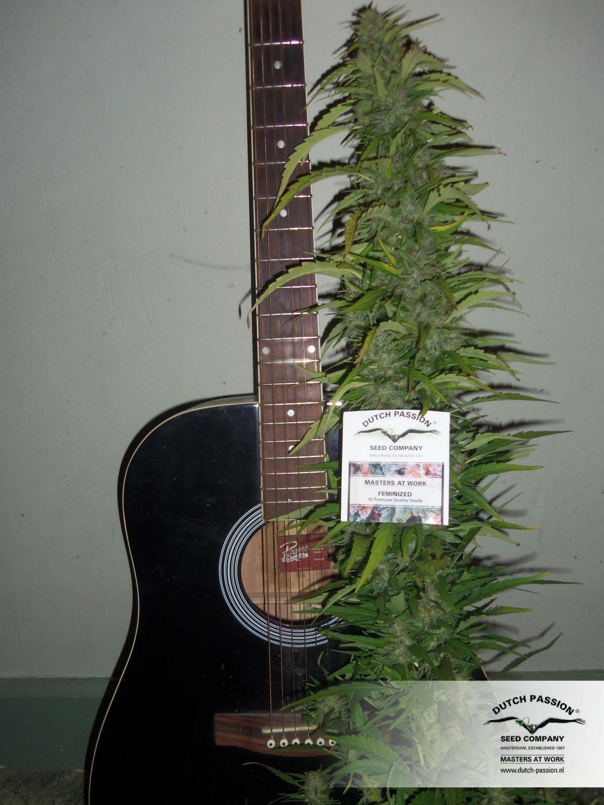 Dutch Passion - Durban Poison (fem.)