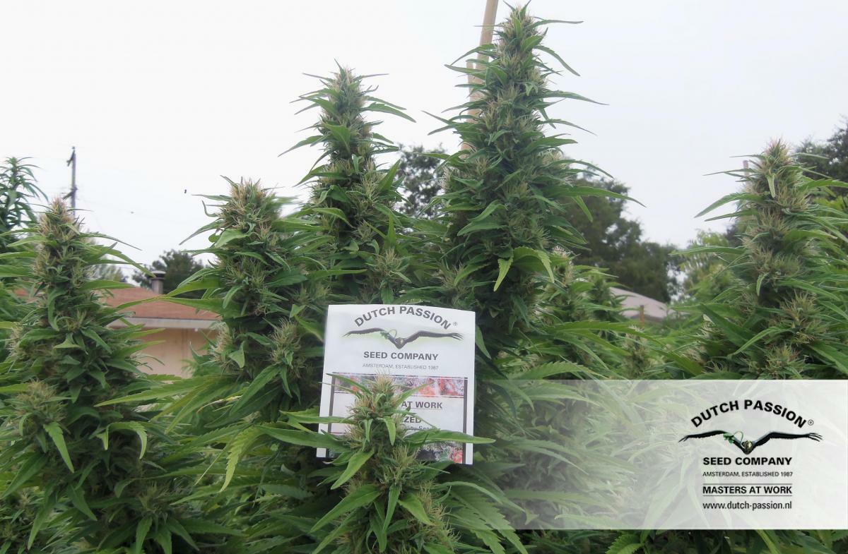 Dutch Passion - Durban Poison (fem.)