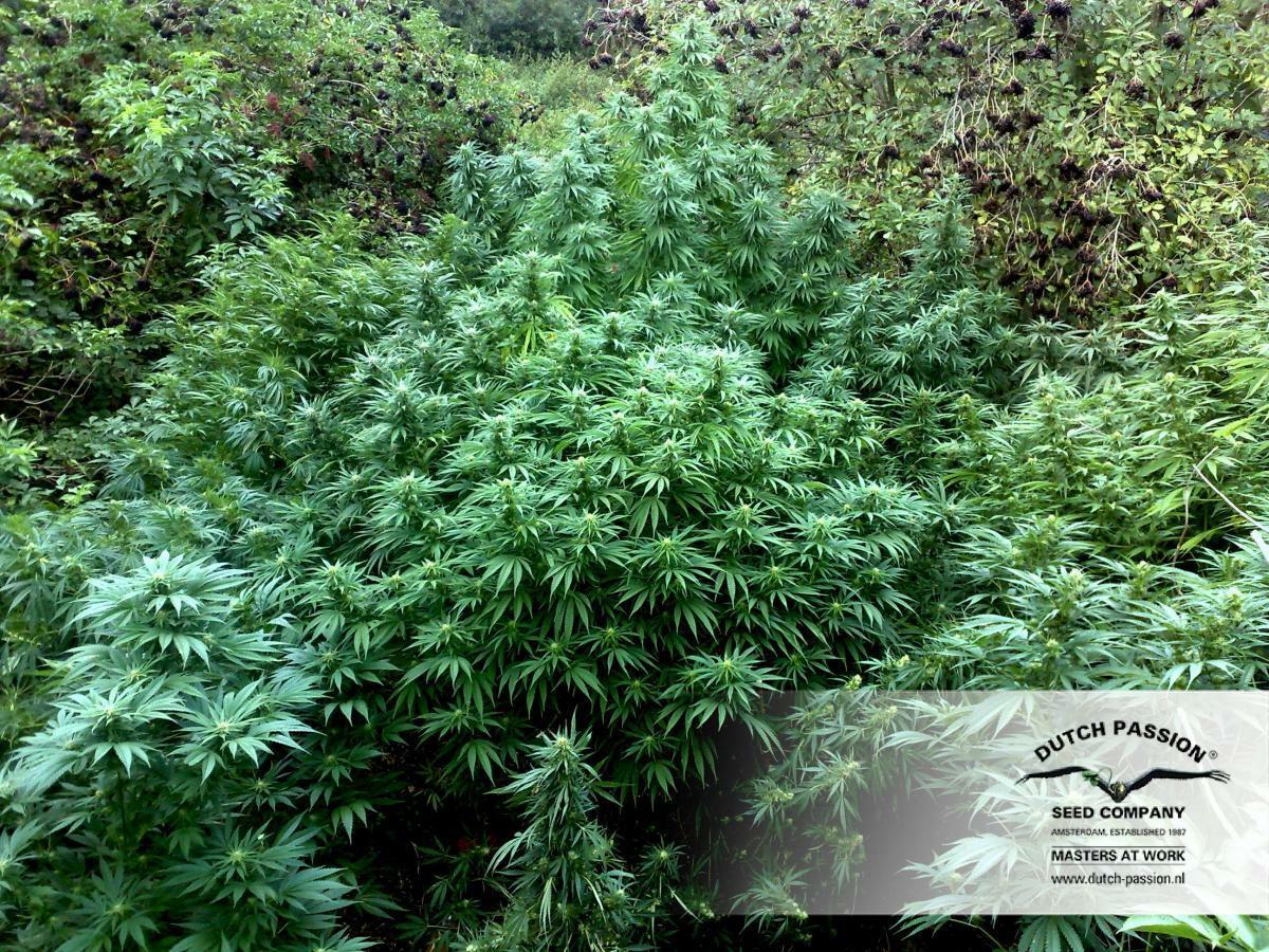 Dutch Passion - Durban Poison (fem.)