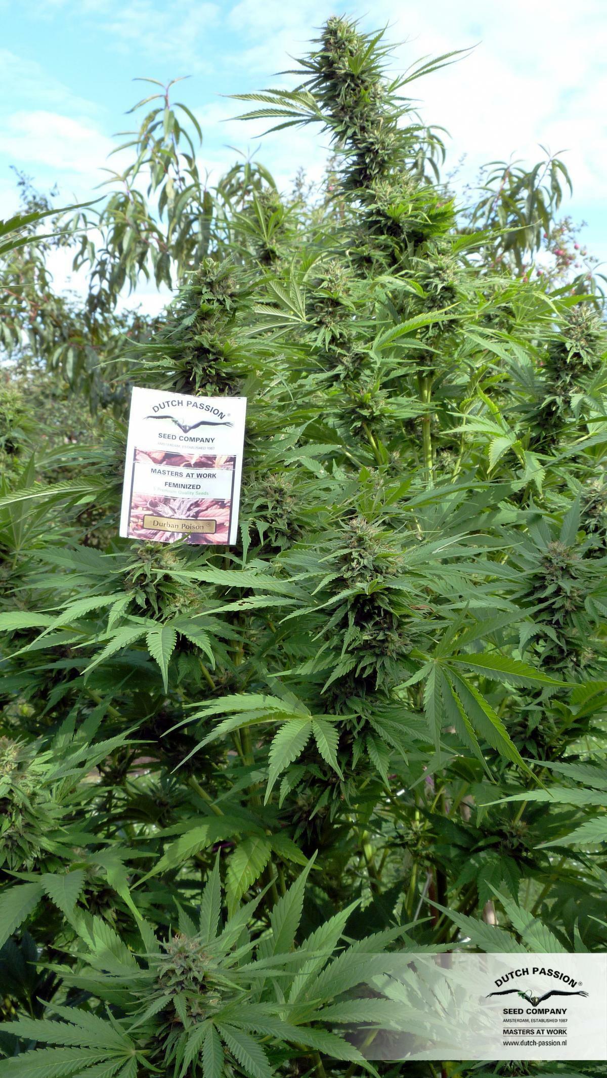 Dutch Passion - Durban Poison (fem.)