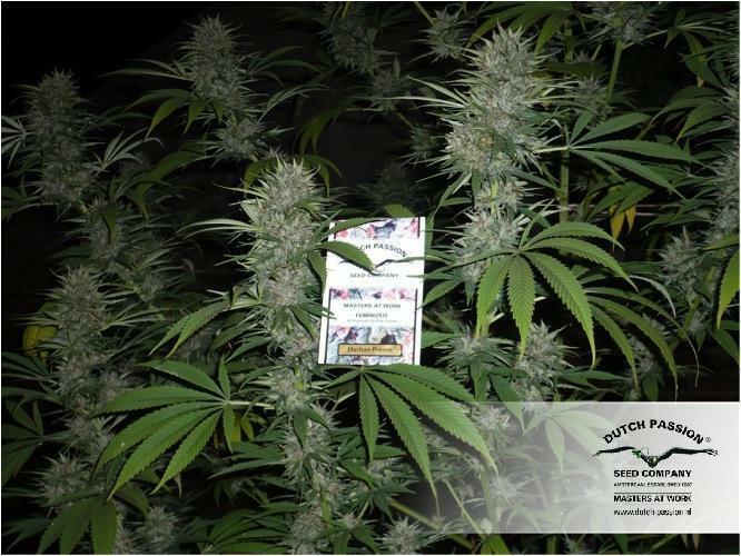 Dutch Passion - Durban Poison (fem.)