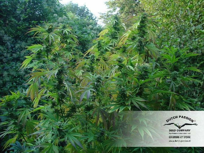 Dutch Passion - Durban Poison (fem.)