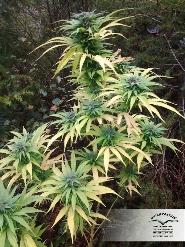 Dutch Passion - Durban Poison (fem.)