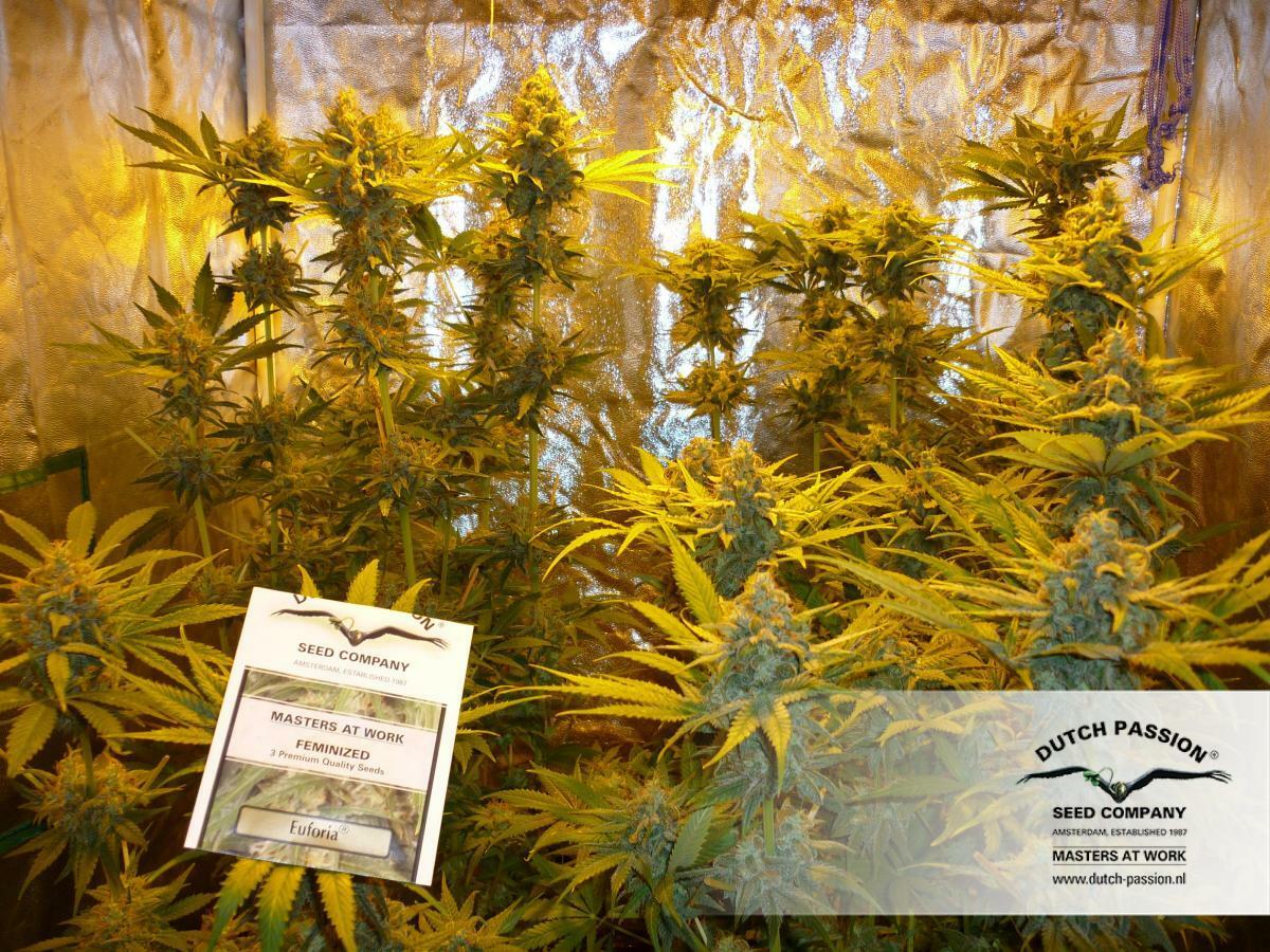 Dutch Passion - Euforia (fem.)