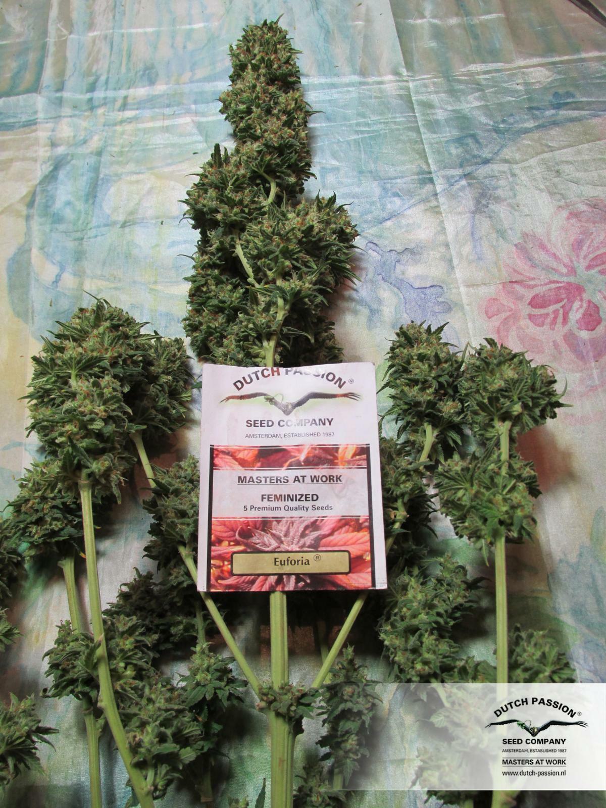 Dutch Passion - Euforia (fem.)
