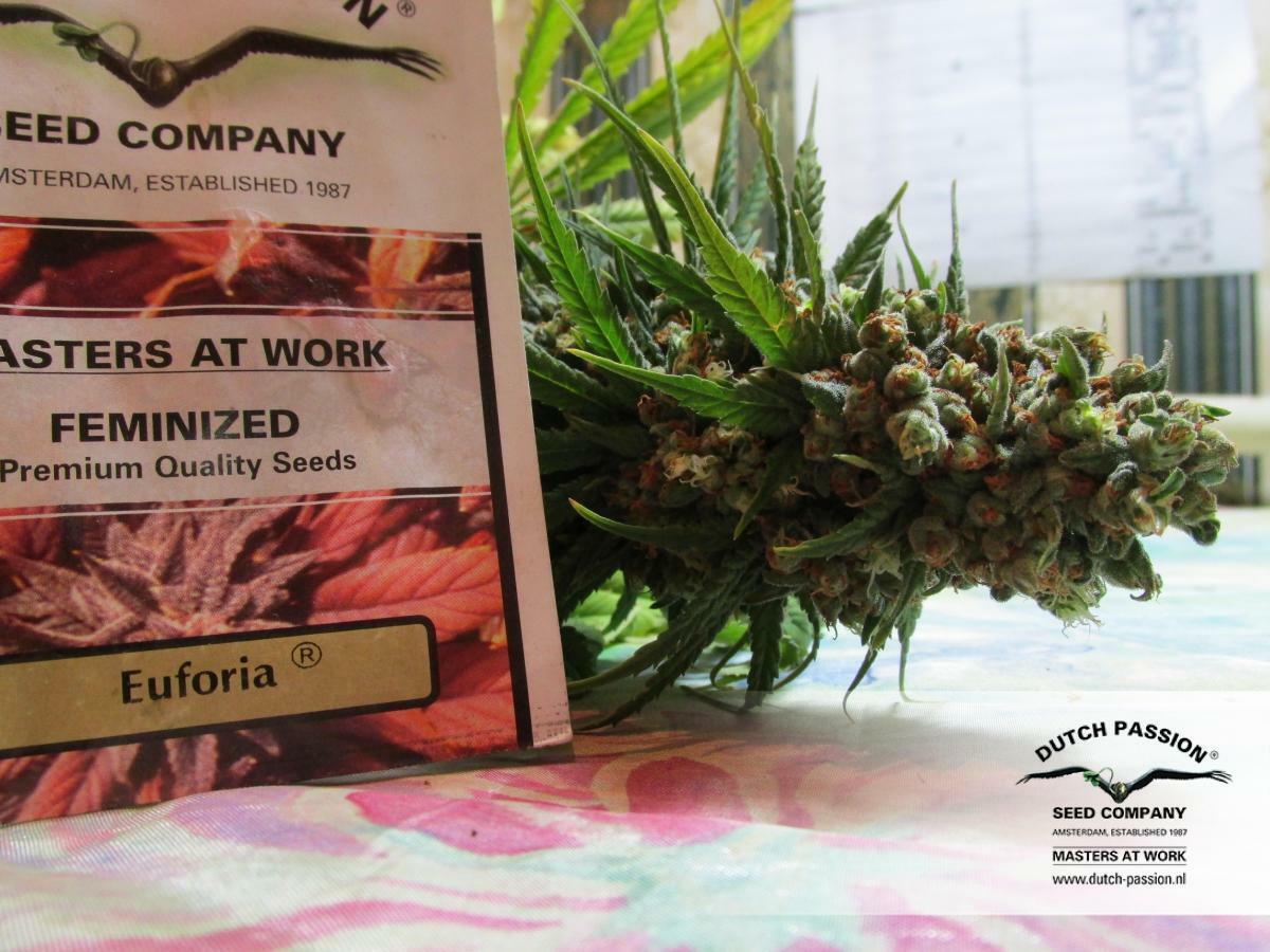 Dutch Passion - Euforia (fem.)