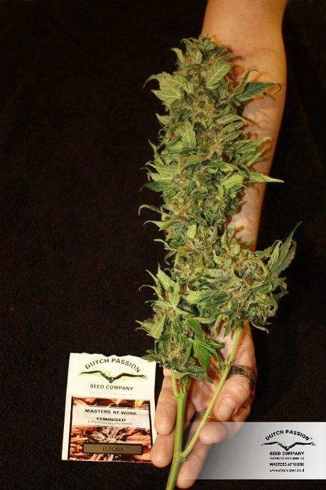 Dutch Passion - Euforia (fem.)