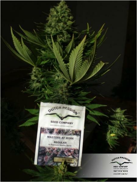 Dutch Passion - Euforia (fem.)