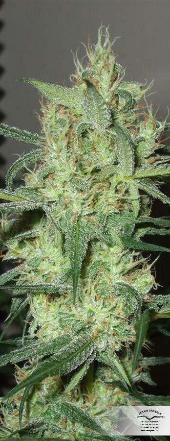 Dutch Passion - Euforia (fem.)