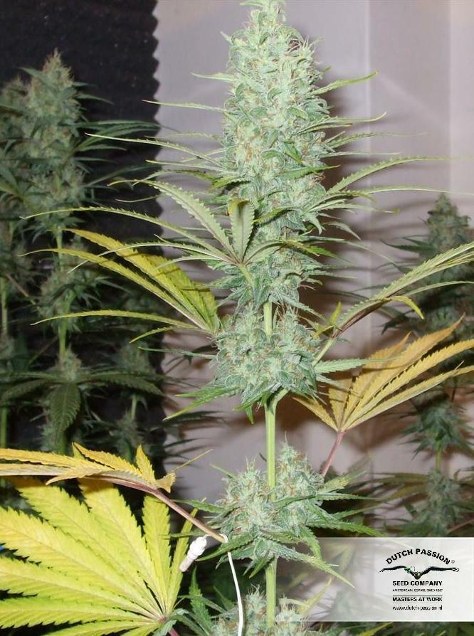 Dutch Passion - Euforia (fem.)