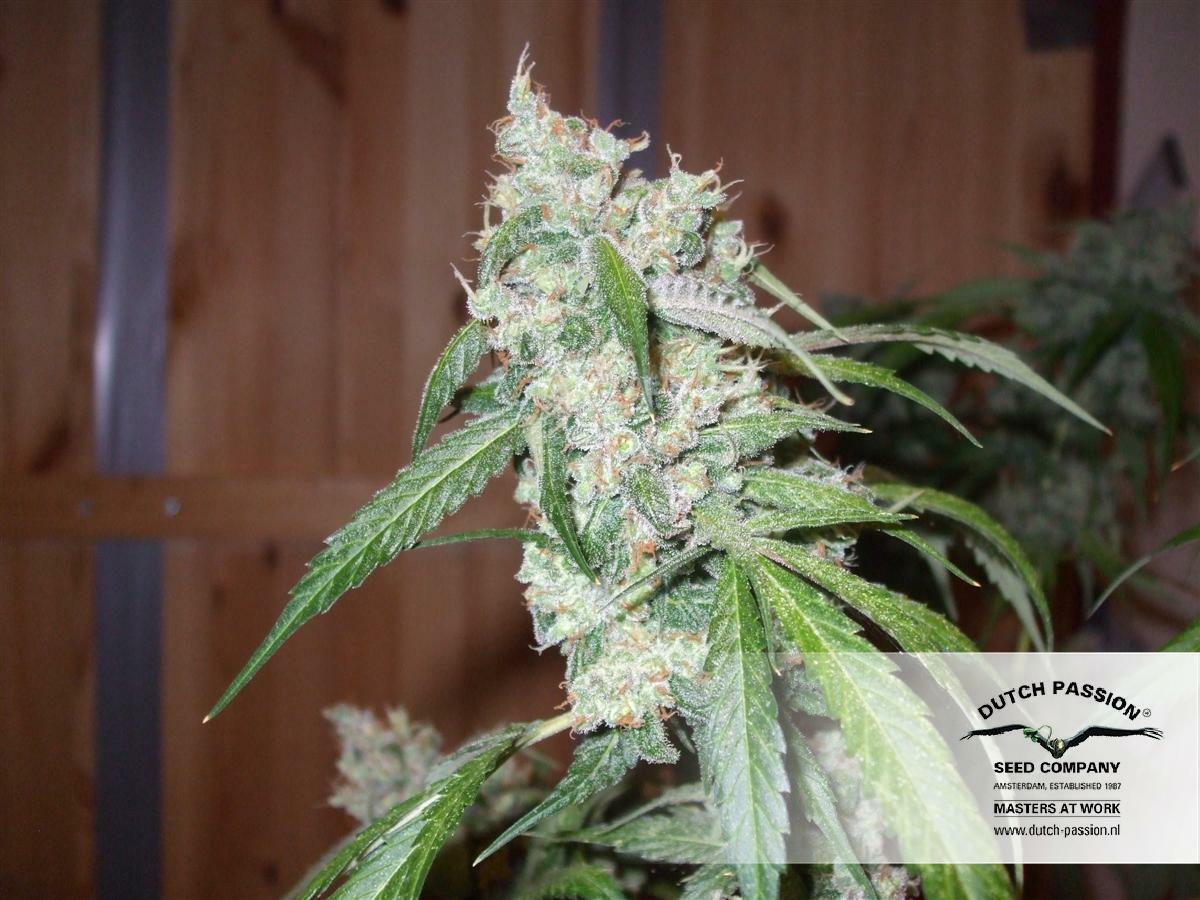 Dutch Passion - Euforia (fem.)