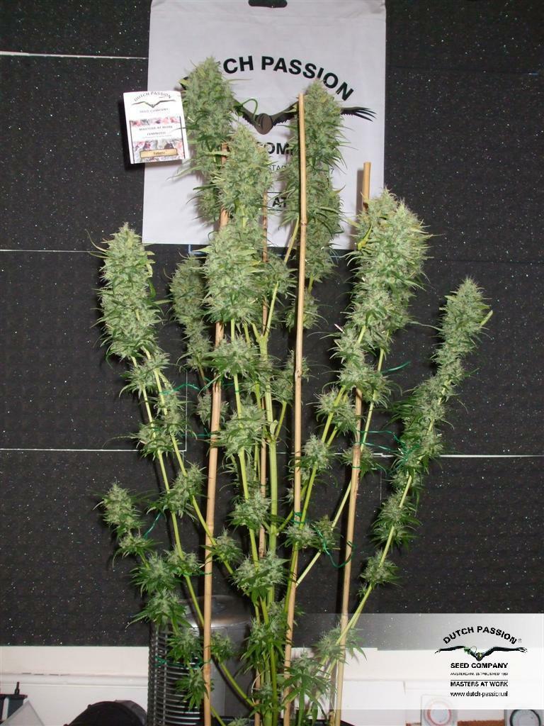 Dutch Passion - Euforia (fem.)