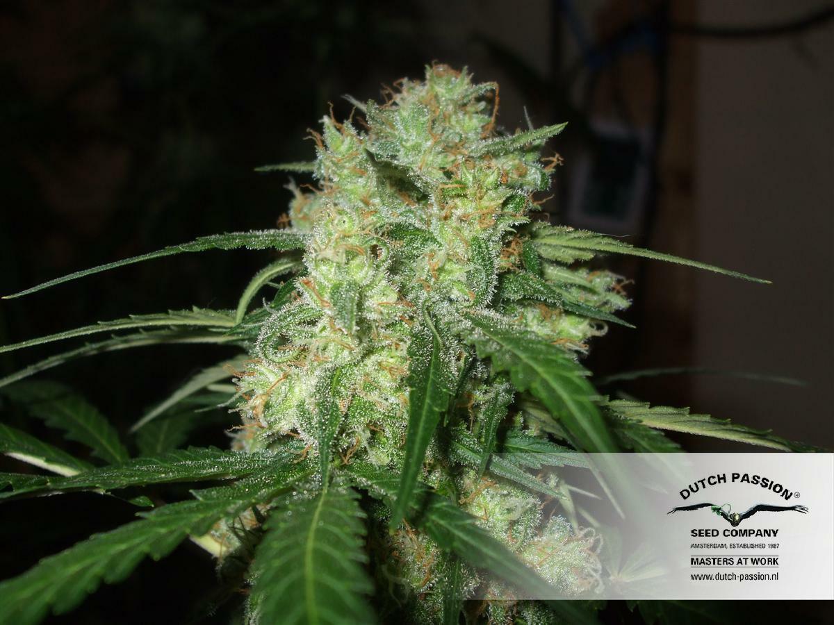 Dutch Passion - Euforia (fem.)