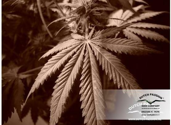 Dutch Passion - Euforia (fem.)