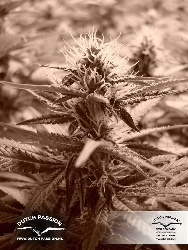 Dutch Passion - Euforia (fem.)