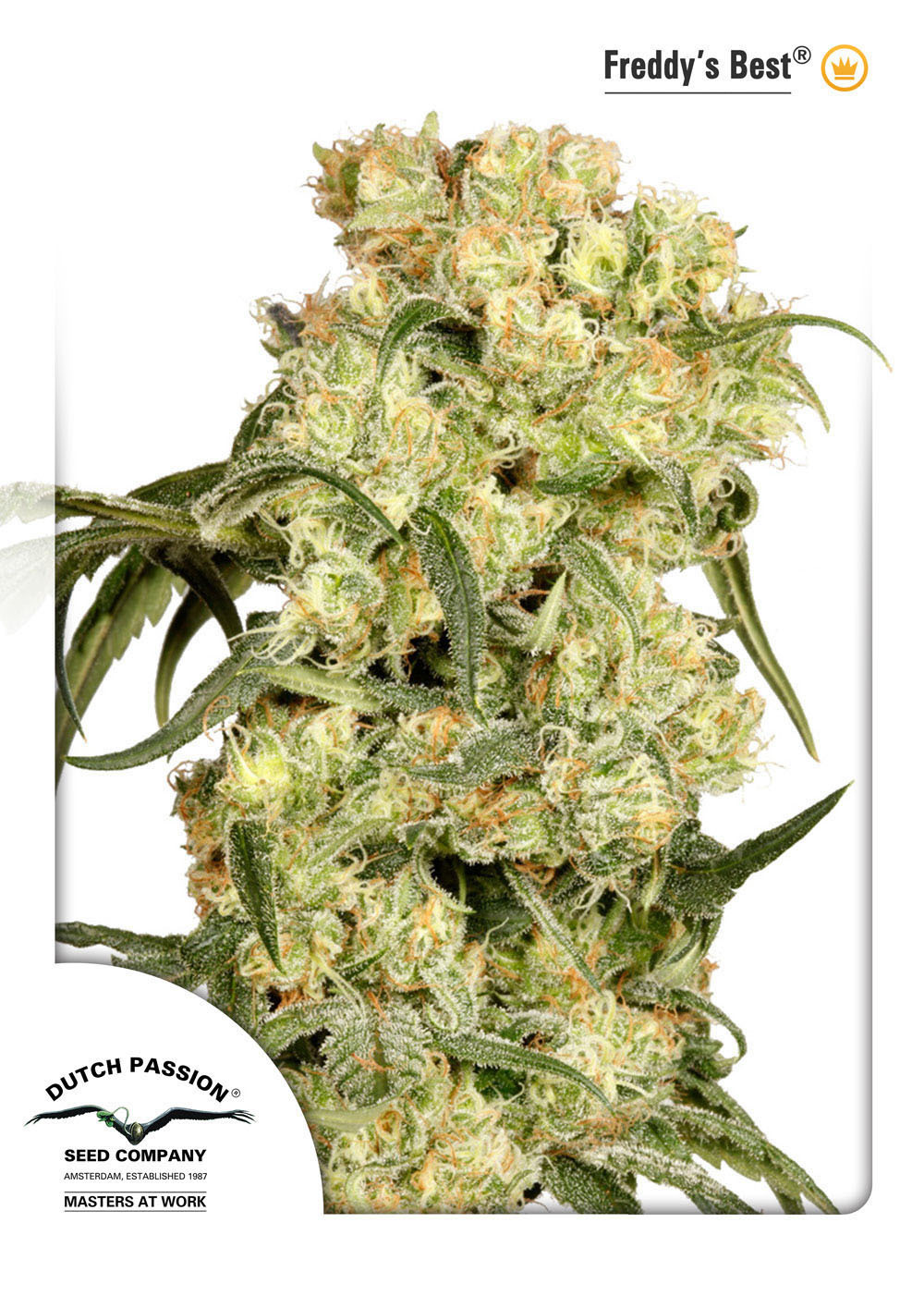 Dutch Passion - Freddy’s Best (fem.)