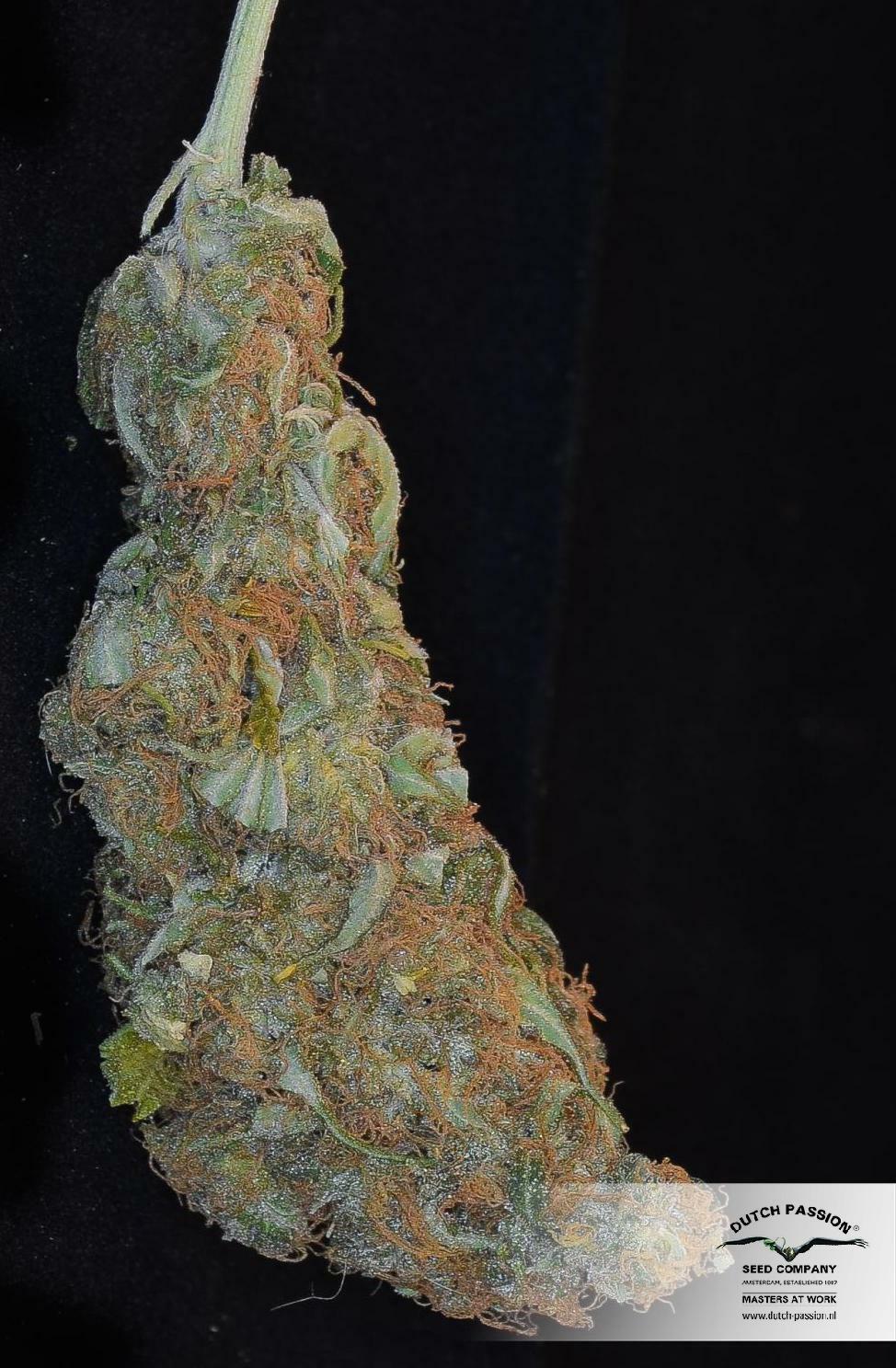 Dutch Passion - Freddy’s Best (fem.)