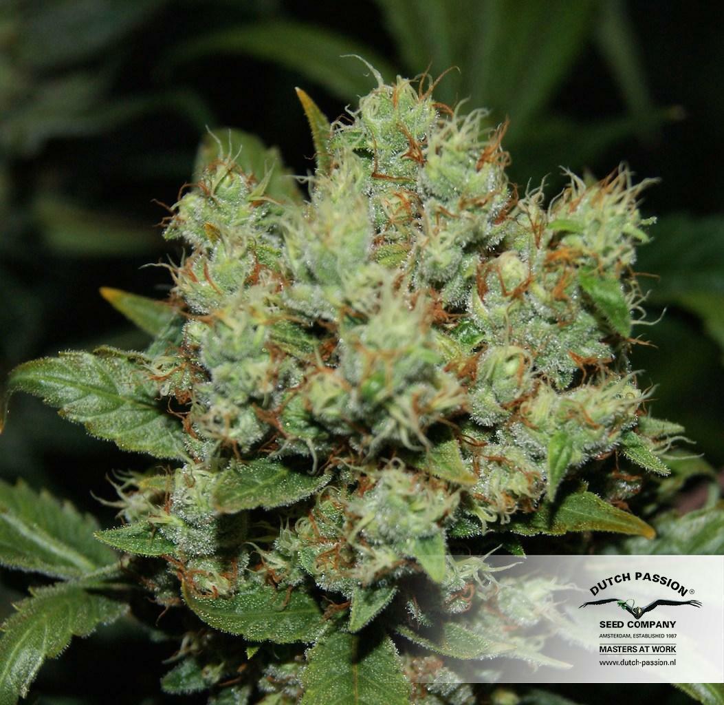 Dutch Passion - Freddy’s Best (fem.)