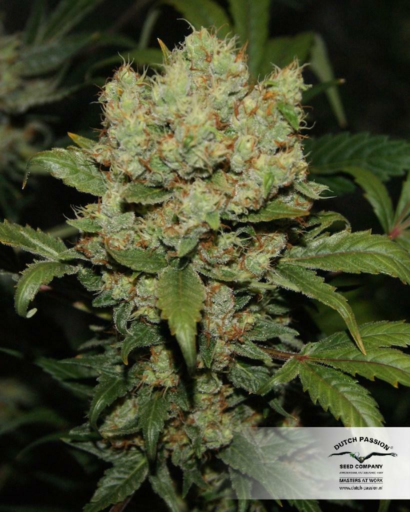 Dutch Passion - Freddy’s Best (fem.)