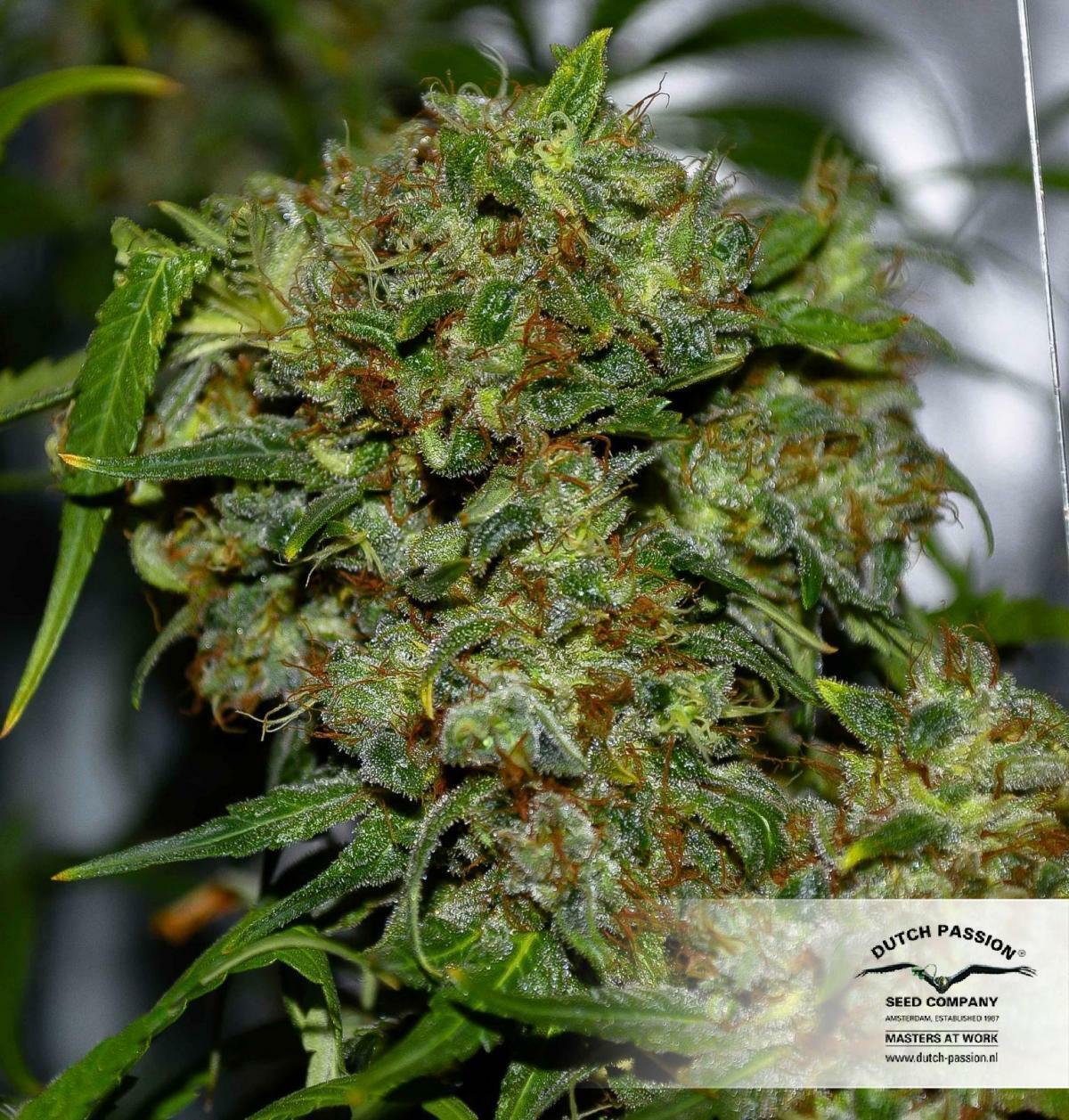 Dutch Passion - Freddy’s Best (fem.)