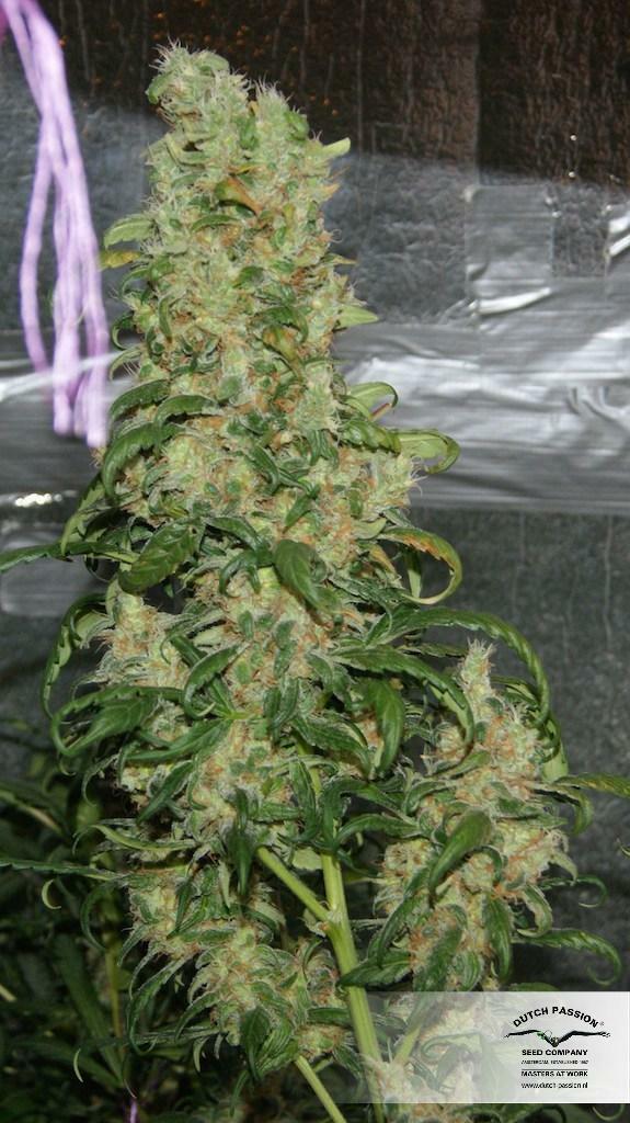 Dutch Passion - Freddy’s Best (fem.)