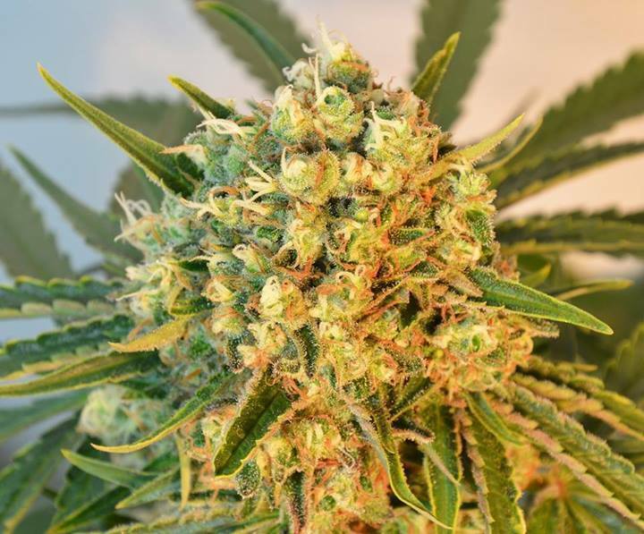 Dutch Passion - Freddy’s Best (fem.)