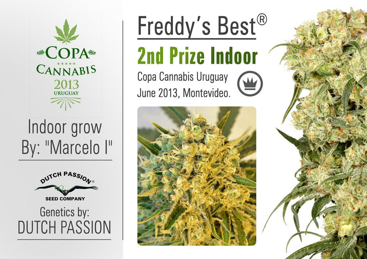Dutch Passion - Freddy’s Best (fem.)