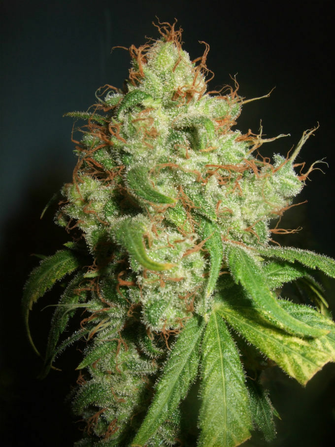 Dutch Passion - Freddy’s Best (fem.)