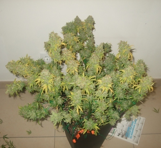 Dutch Passion - Freddy’s Best (fem.)