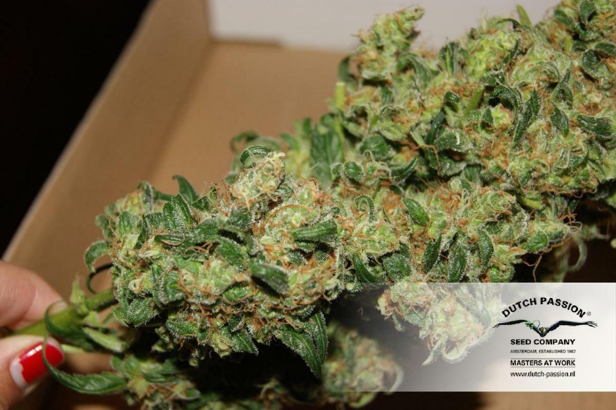 Dutch Passion - Freddy’s Best (fem.)