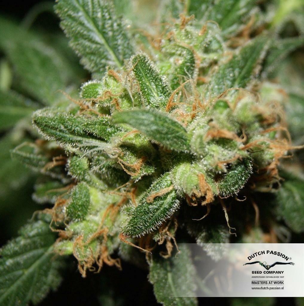 Dutch Passion - Freddy’s Best (fem.)