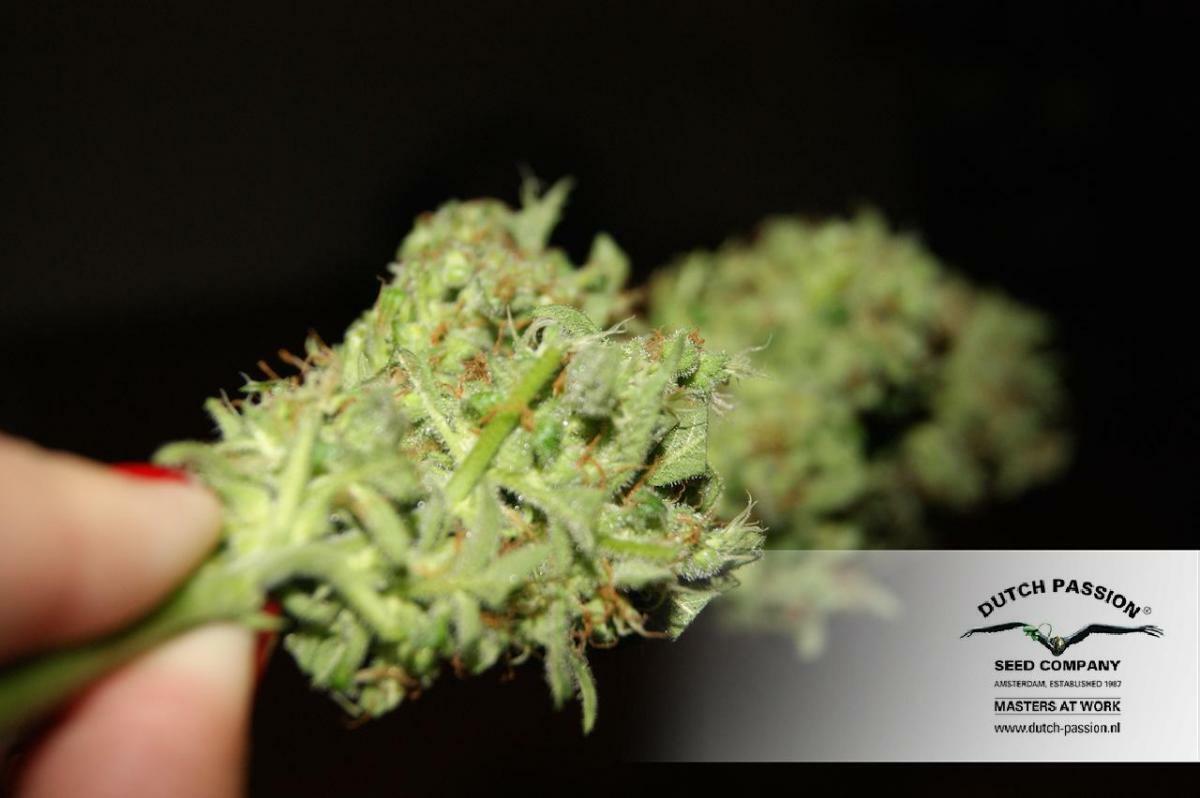 Dutch Passion - Freddy’s Best (fem.)