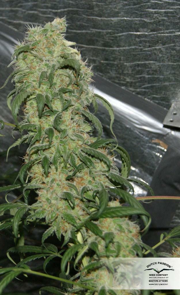 Dutch Passion - Freddy’s Best (fem.)