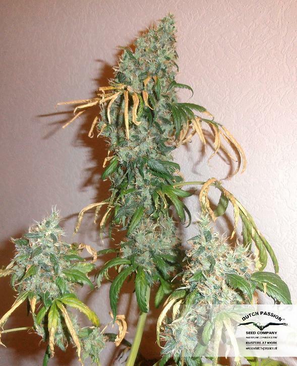 Dutch Passion - Freddy’s Best (fem.)