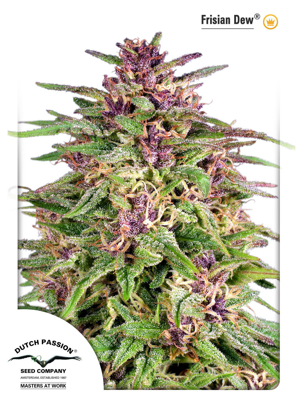 Dutch Passion - Frisian Dew (fem.)