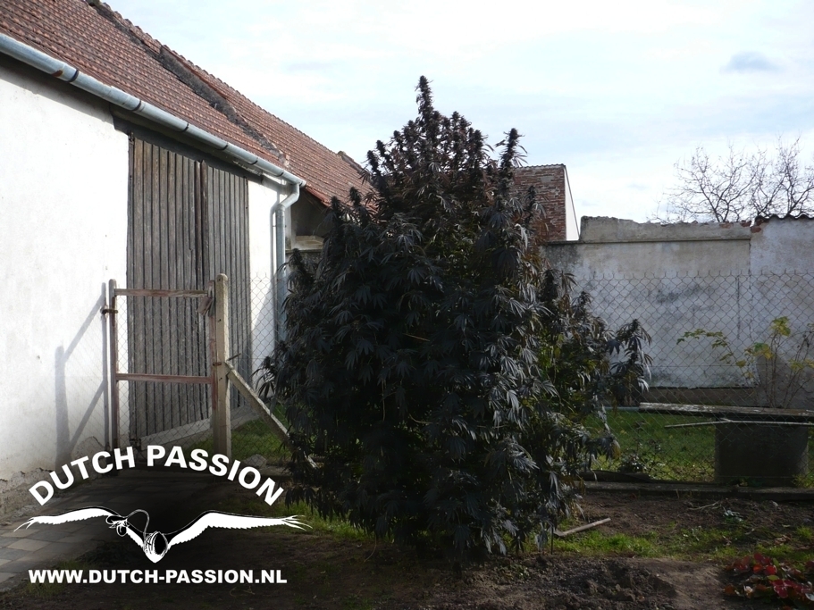 Dutch Passion - Frisian Dew (fem.)