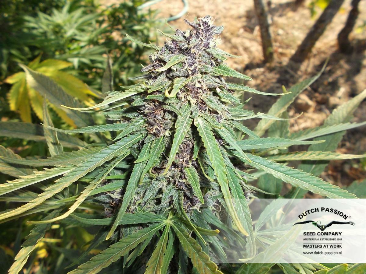 Dutch Passion - Frisian Dew (fem.)