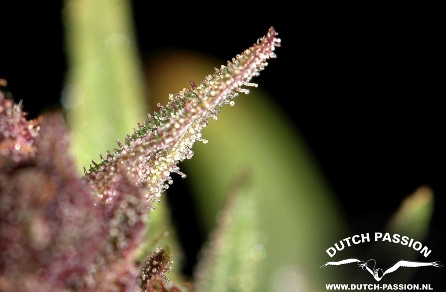 Dutch Passion - Frisian Dew (fem.)