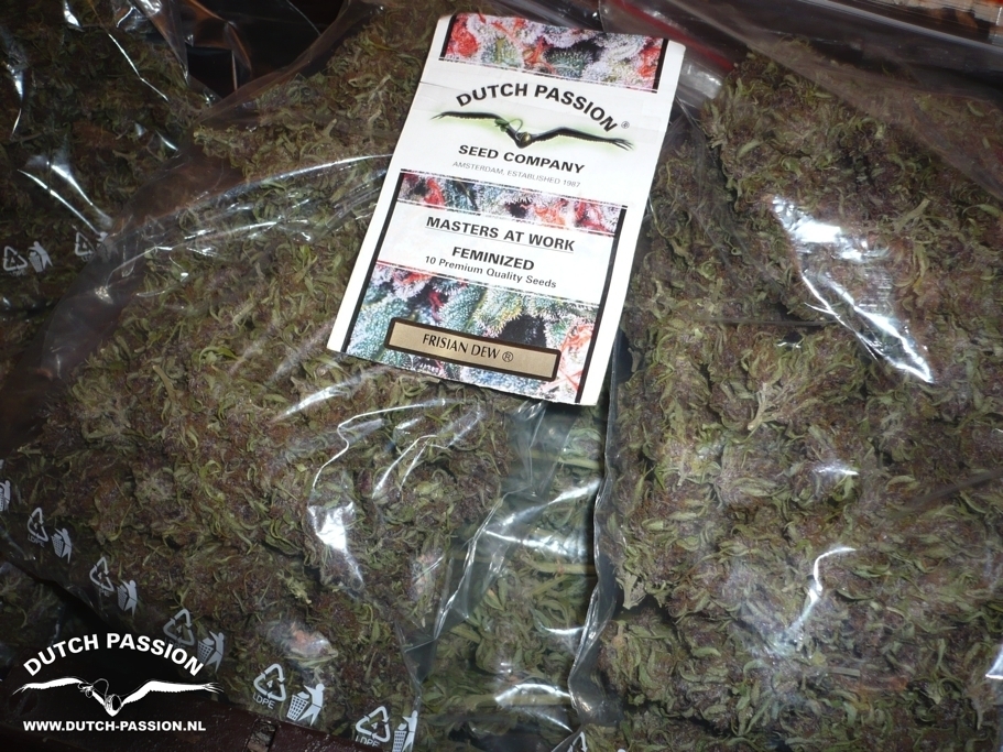 Dutch Passion - Frisian Dew (fem.)