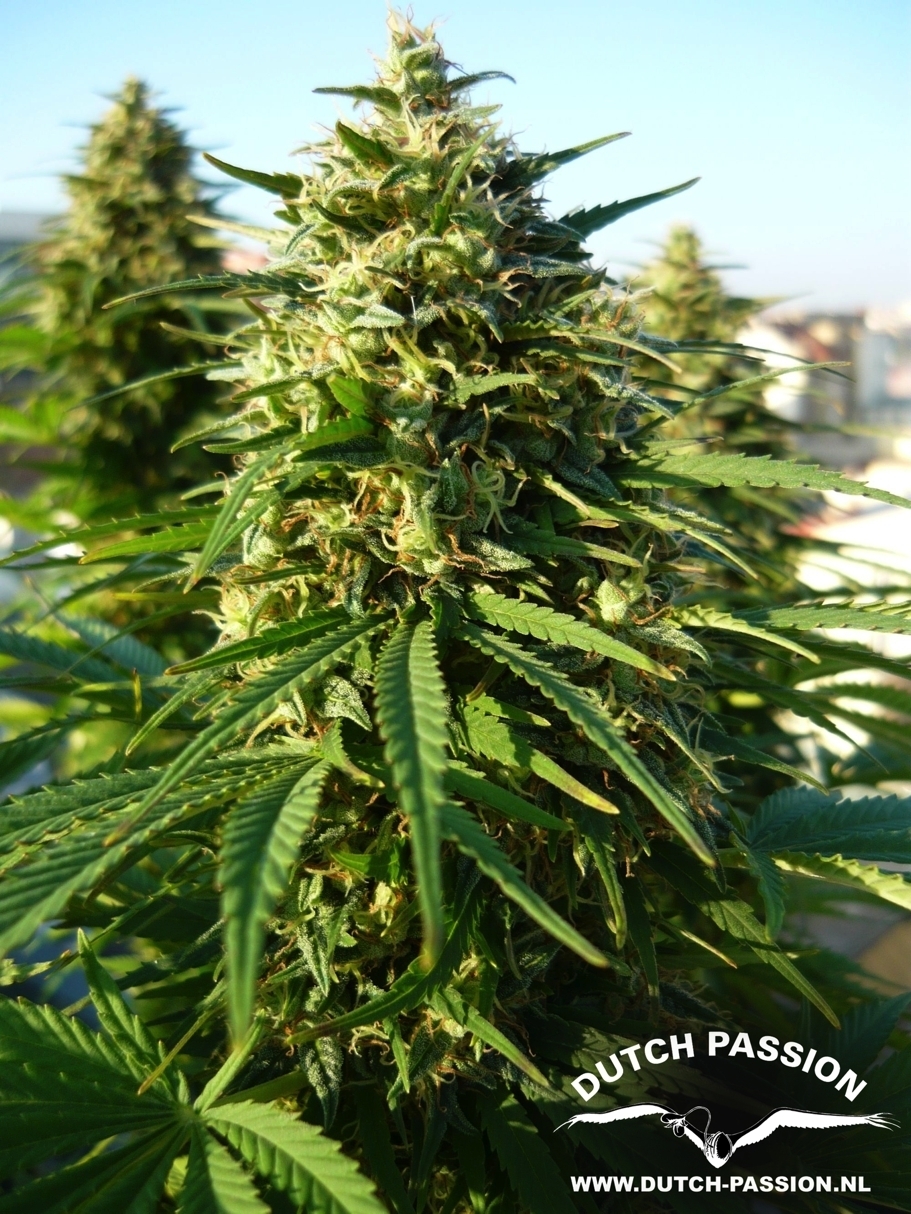 Dutch Passion - Frisian Dew (fem.)