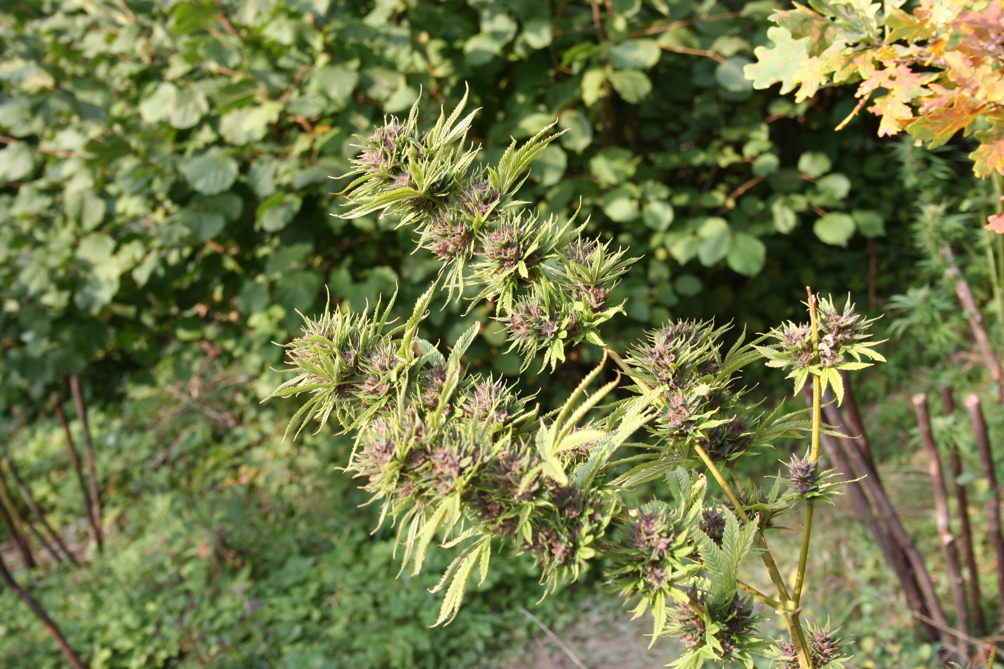 Dutch Passion - Frisian Dew (fem.)