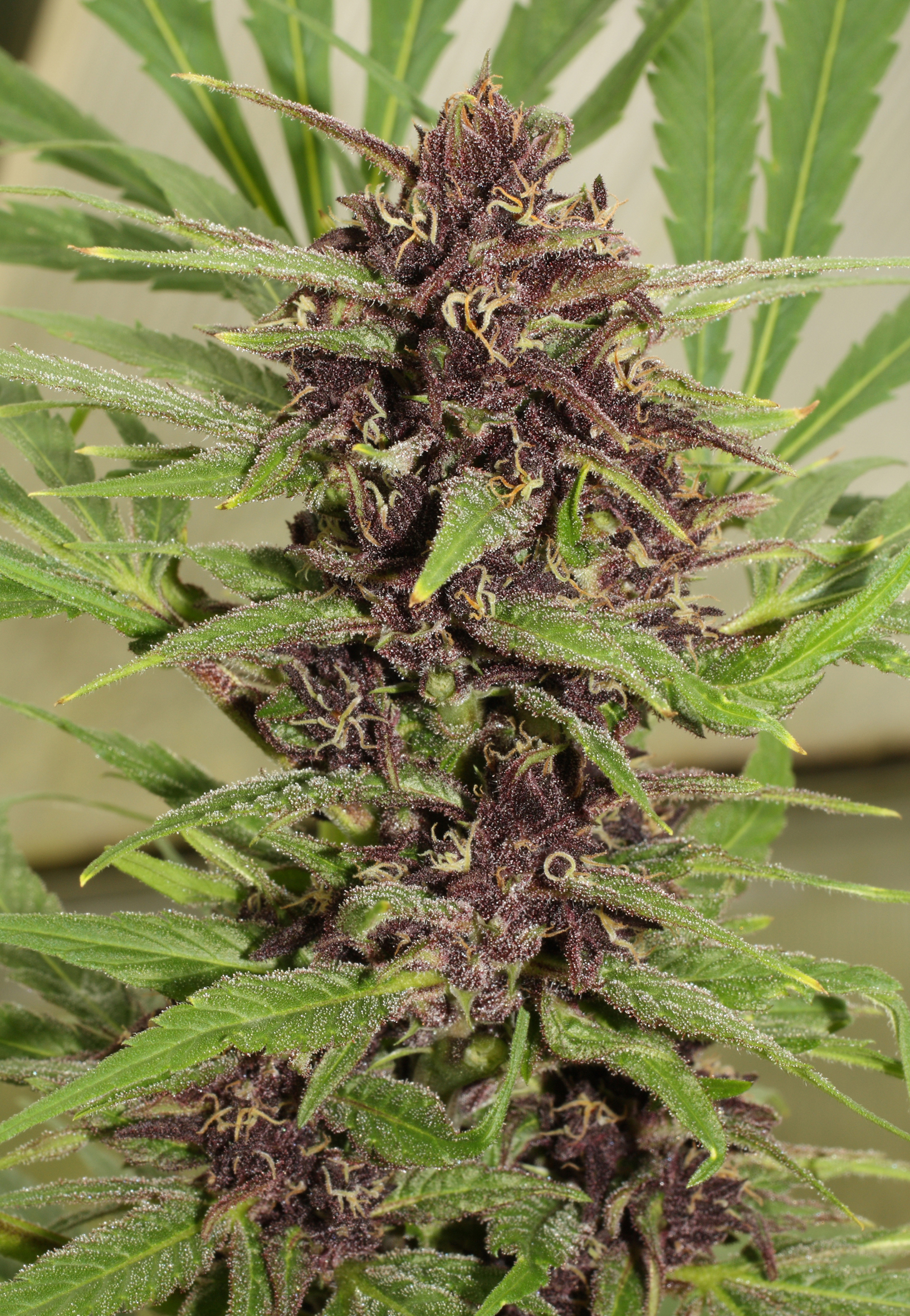 Dutch Passion - Frisian Dew (fem.)